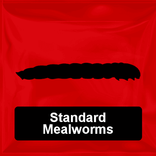 Giant Mealworms Buy ProteinPacked Live Giant Mealworms Online at